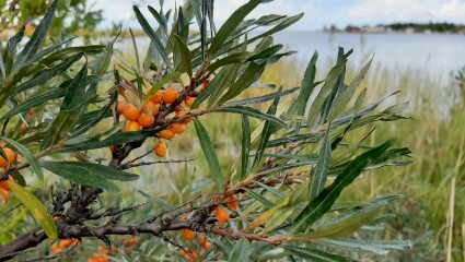 LUMO-programmets lanseringsseminarium den 19 maj i Seinäjoki