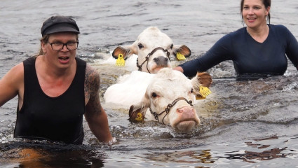 Den finska boskapen och boskapsbrukets traditioner togs med i den nationella förteckningen över det levande kulturarvet år 2023. Suomenkarja ja karjanhoidon perinne nimettiin elävän perinnön kansalliseen luetteloon vuonna 2023.
