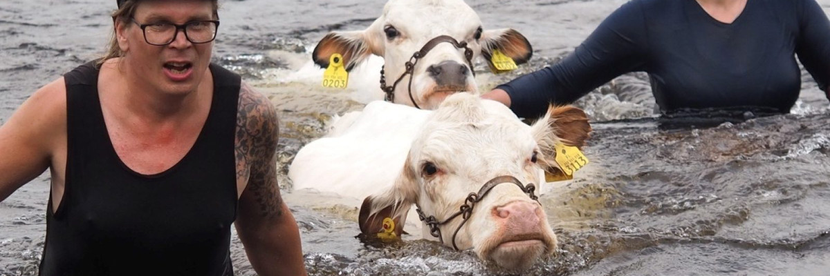 Den finska boskapen och boskapsbrukets traditioner togs med i den nationella förteckningen över det levande kulturarvet år 2023. Suomenkarja ja karjanhoidon perinne nimettiin elävän perinnön kansalliseen luetteloon vuonna 2023.