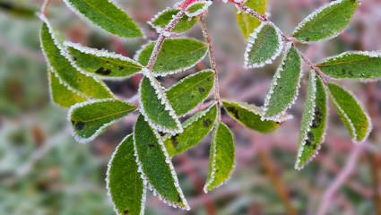 Närbild av frosttäckta gröna blad i naturmiljö. Lähikuva kuuran peittämistä vihreistä lehdistä luonnonympäristössä.