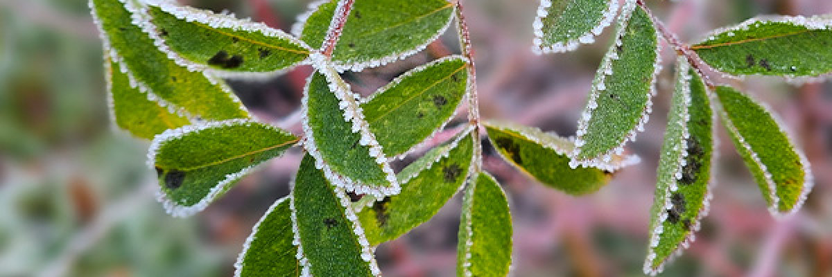 Närbild av frosttäckta gröna blad i naturmiljö. Lähikuva kuuran peittämistä vihreistä lehdistä luonnonympäristössä.