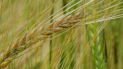 Närbild av ett strå med säd i ett fält. Lähikuva viljan tähkästä pellolla.