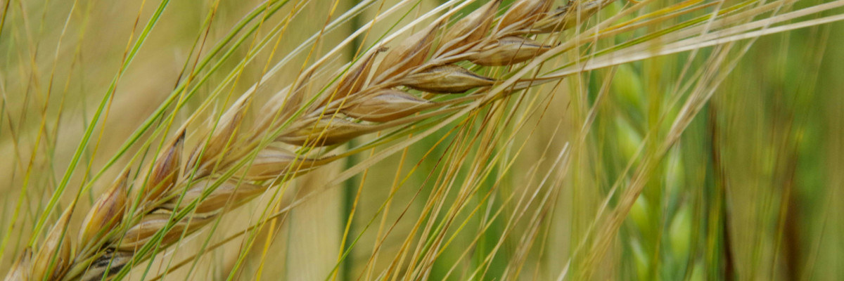 Närbild av ett strå med säd i ett fält. Lähikuva viljan tähkästä pellolla.