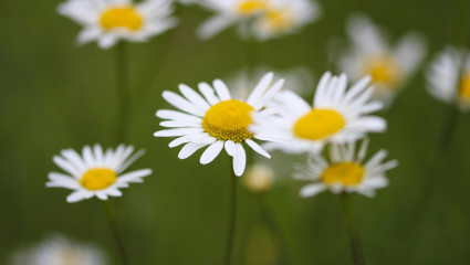 Blommor. Kukkia.