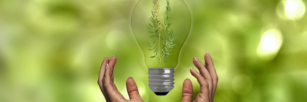 Händer som håller en glödlampa med grönväxt inuti sig. Kädet pitelevät hehkulamppua, jonka sisällä on vihreä kasvi.