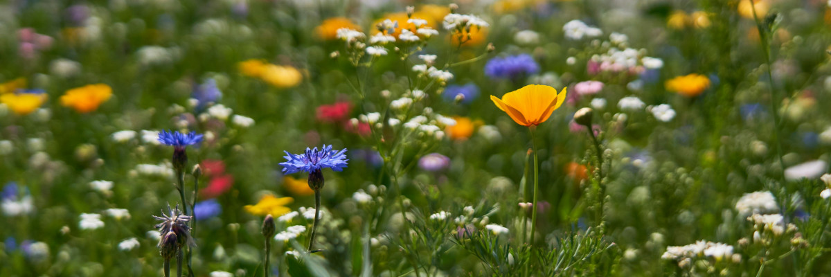 Blommor. Kukkia.