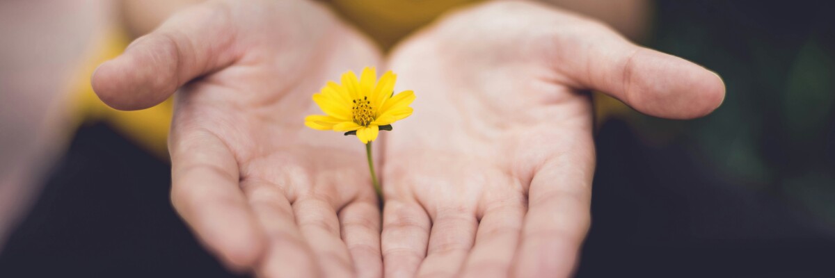 Händer som håller i en gul blomma. Kädet pitelevät keltaista kukkaa.